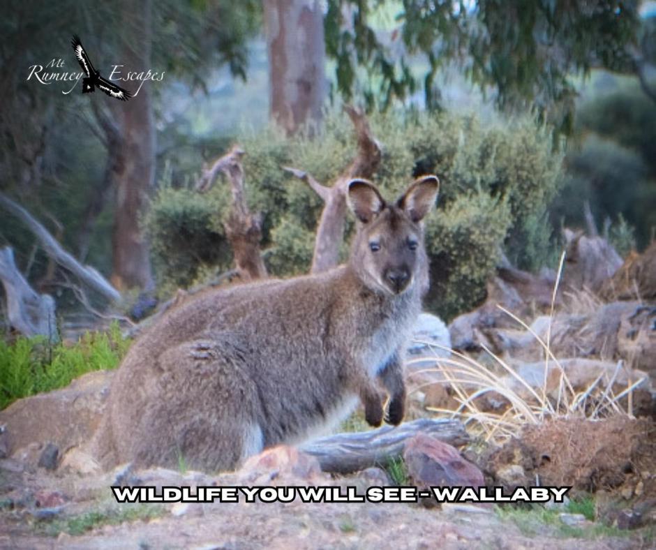 Mount Rumney Escapes - Platypus Cabin ภายนอก รูปภาพ